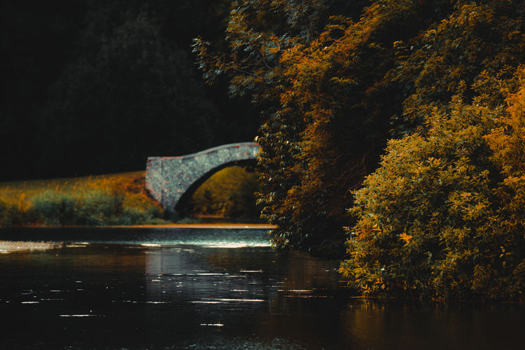 Bridge over river by trees