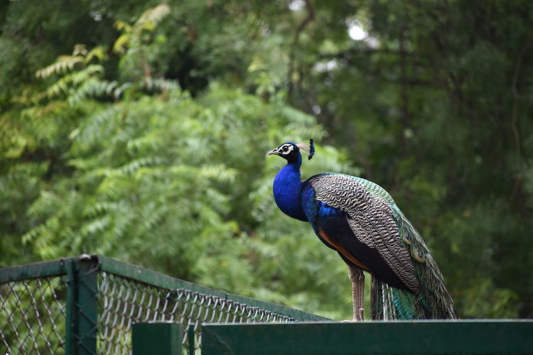 Peacock perching on railing against trees