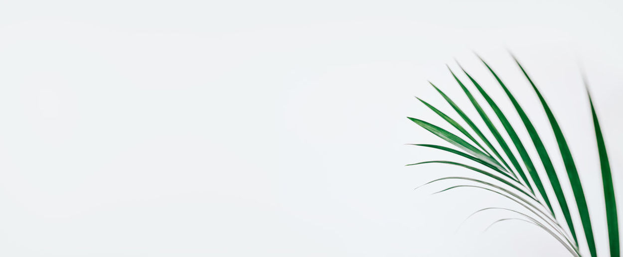 Close-up of palm leaf against sky