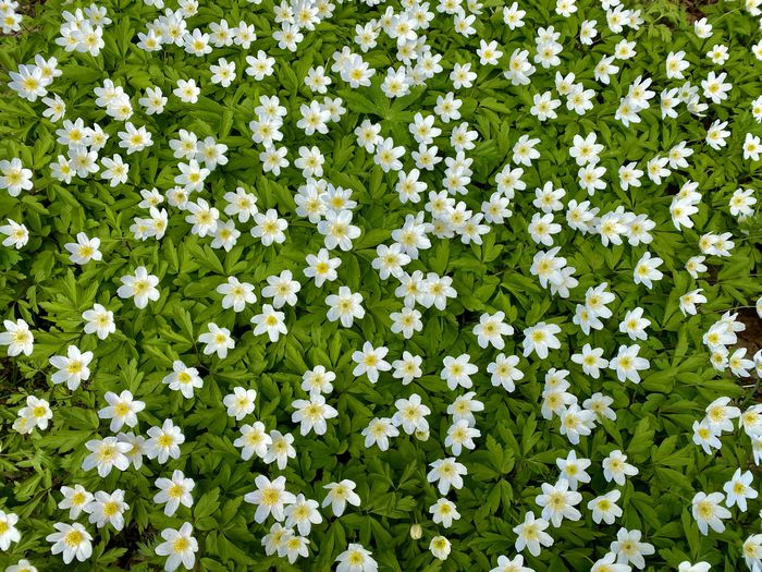 White spring wild flowers on a green background 