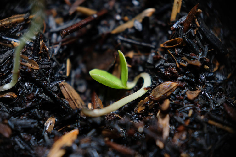 Close-up of seedling on dirt outdoors