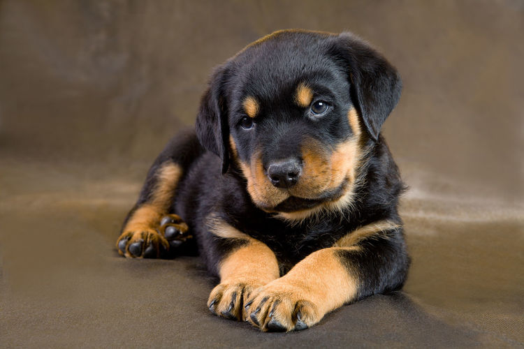 Close-up of rottweiler puppy sitting on floor