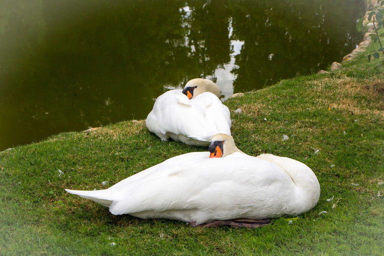 White swan on a field