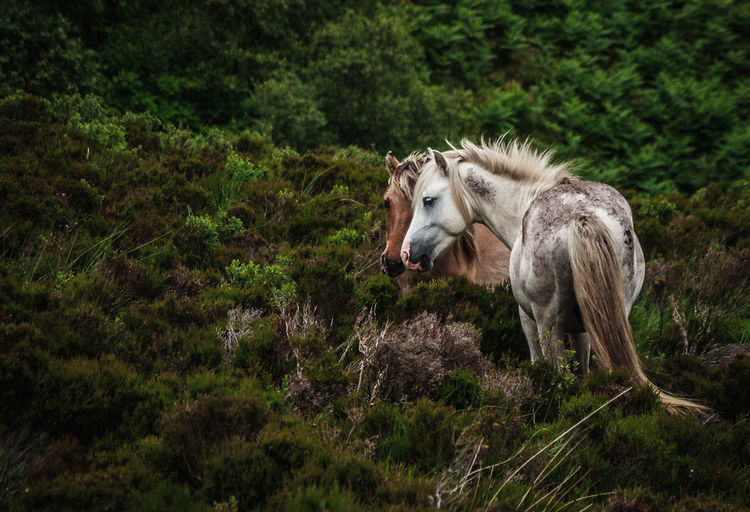 Horses in field