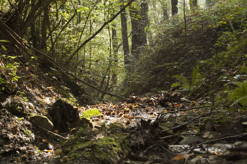 Plants and trees in forest