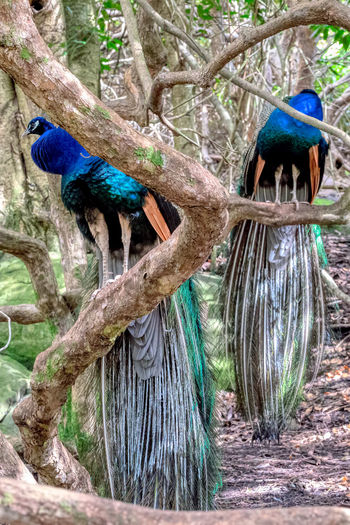 View of birds perching on tree
