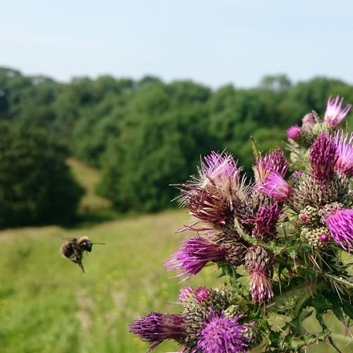 Close-up of bee pollinating on thistle against sky