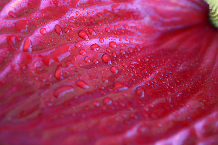 Close-up of raindrops on pink rose flower
