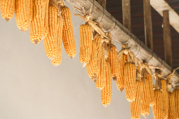 Low angle view of corn hanging on wall