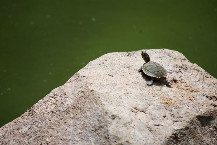 View of frog on rock