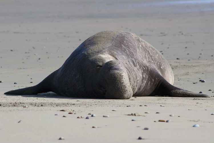 Elephant seal sleeping on beach 