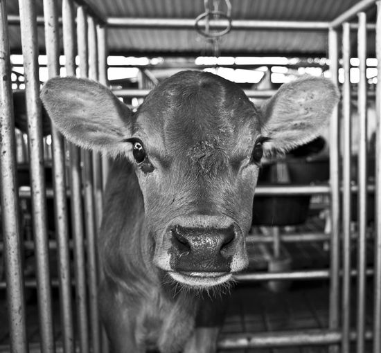 Portrait of cow in pen