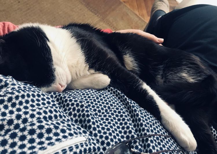 High angle view of cat sleeping