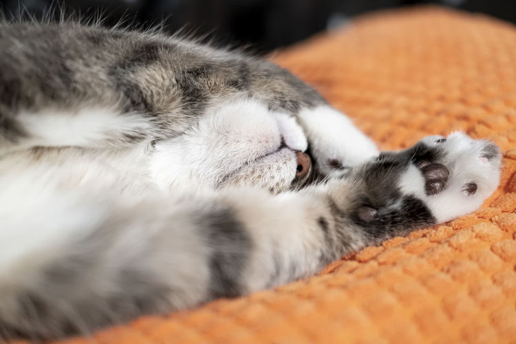 Cute cat sleeps amusingly on its back, covering its eyes with a paw, on a soft bright pillow.