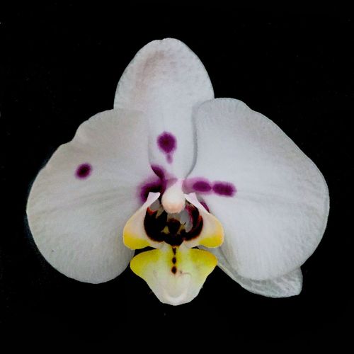Close-up of white orchid blooming against black background