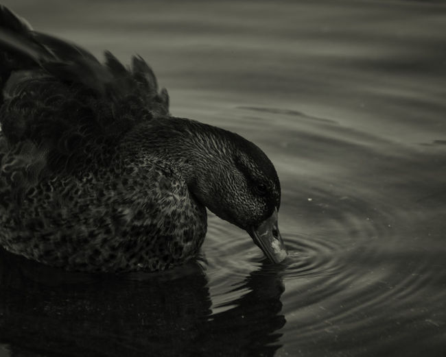 Close-up of duck drinking water in a lake