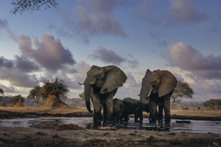 Elephants in pond against sky