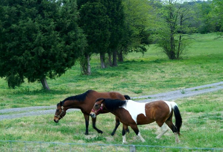 Horses on grassy field against trees