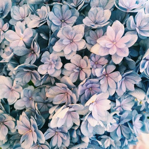 Full frame shot of hydrangeas