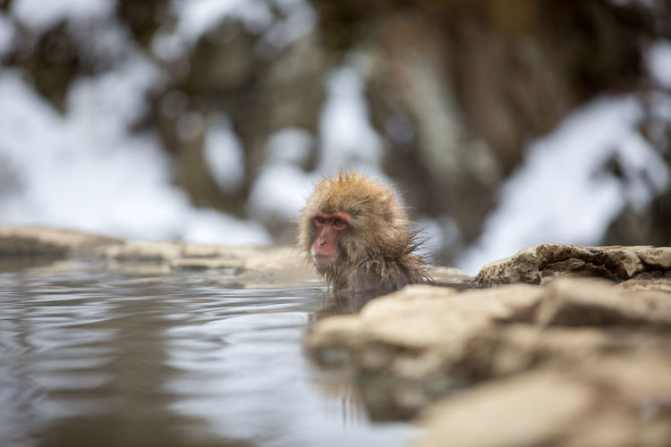 Japanese macaque in hot spring