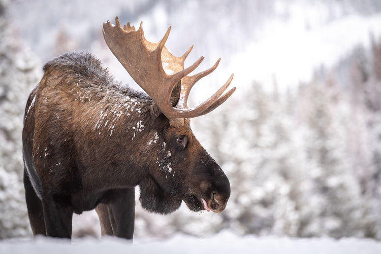 Moose on snow covered field