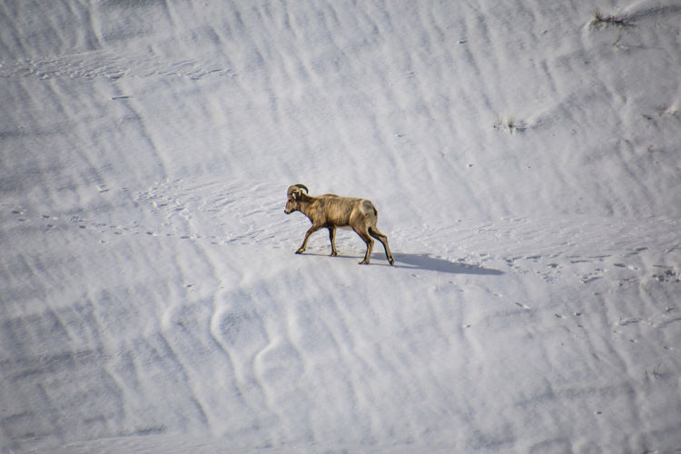 Side view of horned mammal walking on snow covered land