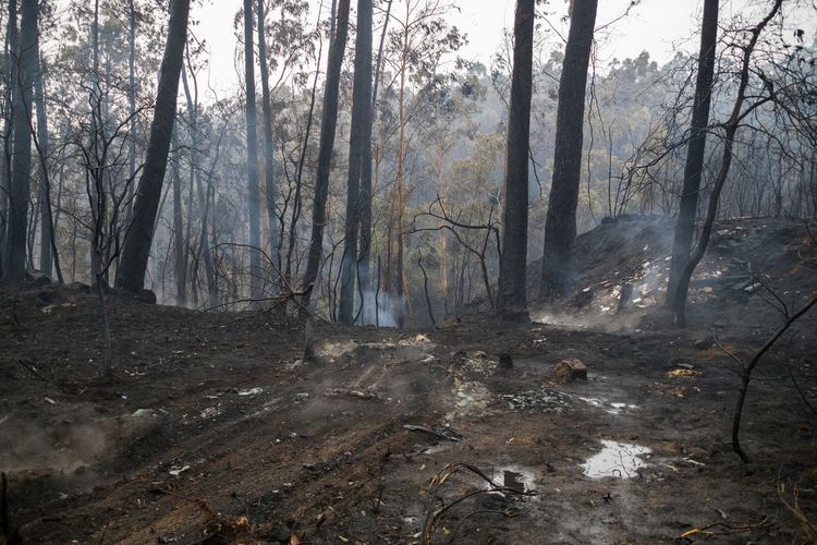 Forest burned in galicia after the fires