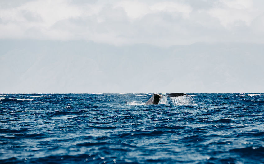 Scenic view of humpback whale diving against sky