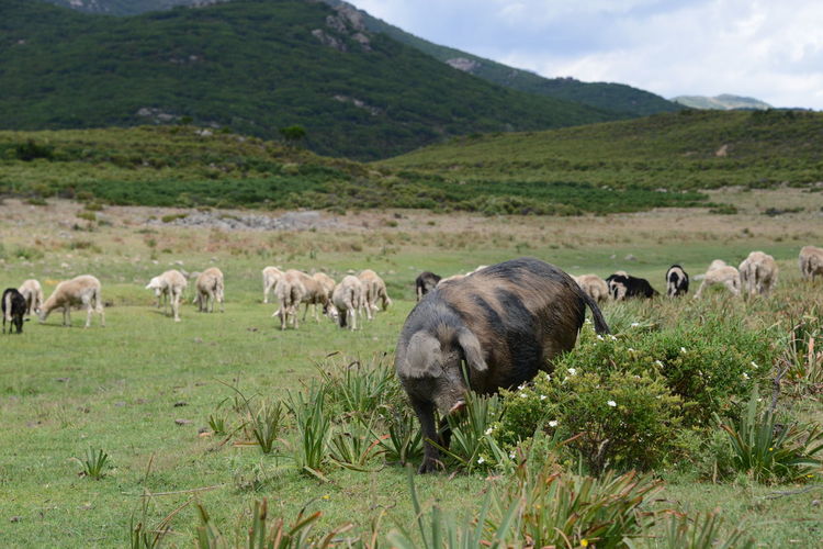 Sheep grazing in a field