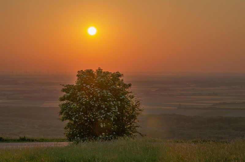 Tree on field against orange sky