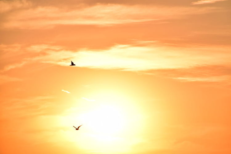 Low angle view of silhouette birds flying against orange sky