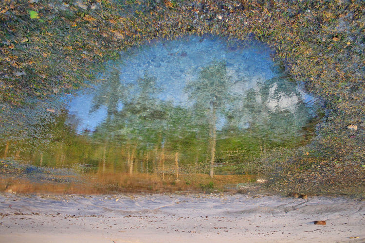 Digital composite image of trees in forest