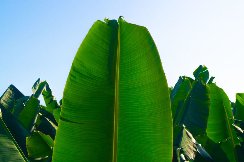 Banana plants in la palma canary islands