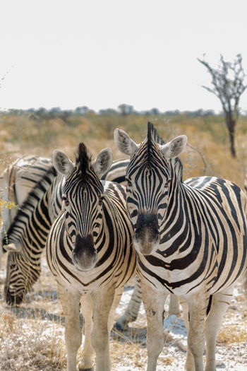 Close-up zebras standing in a field