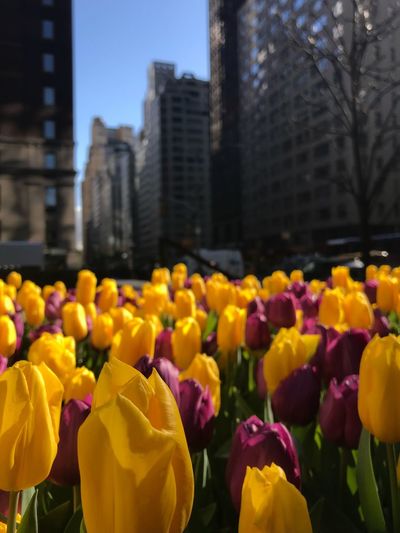 Yellow tulips in bloom against buildings