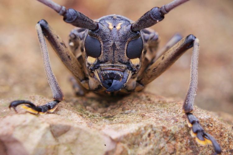Close-up portrait of insect