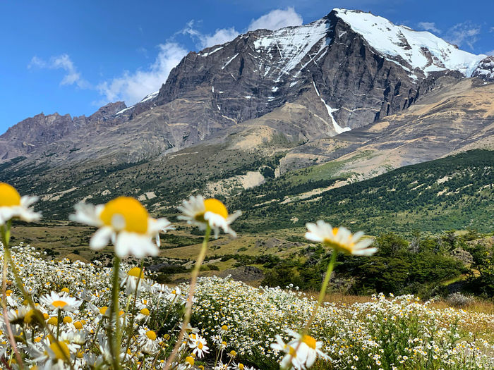 Yellow flowering plants on field against sky at torres del paine 