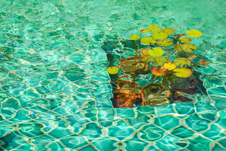 High angle view of plant by swimming pool