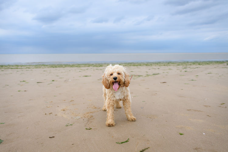 Dog running at beach against sky