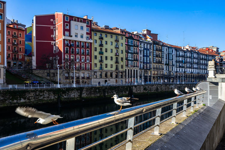 Seagulls at bilbao riverside promenade on nervion, basque country, spain