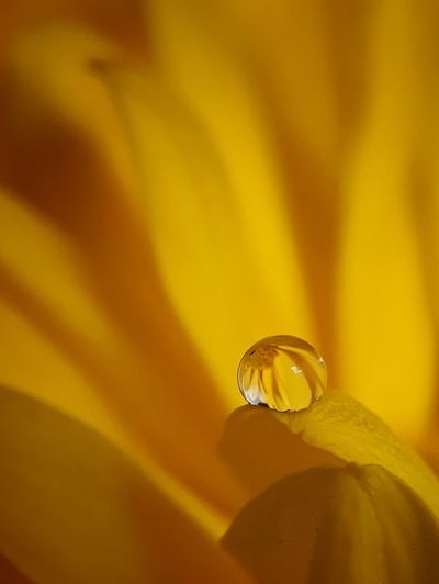Close-up of yellow flower petal