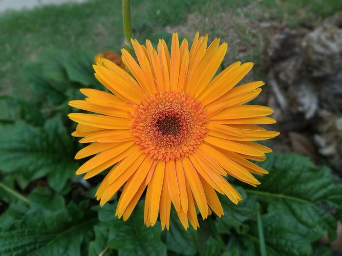 Close-up of sunflower