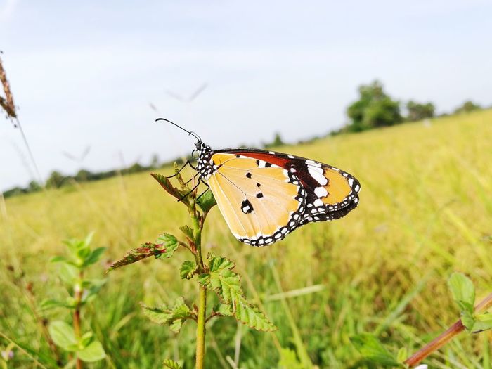 Close-up of butterfly perching on plant in field