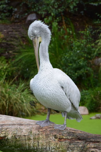 Close-up of pelican on rock
