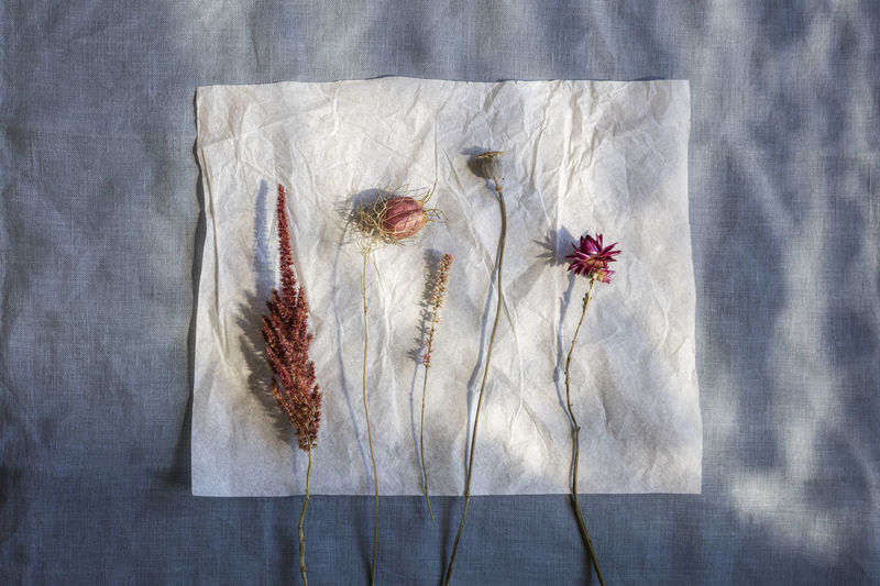 Studio shot of row of various dried flowers placed on piece of paper