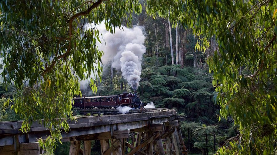 Steam train on trestle bridge framed by australian gum trees