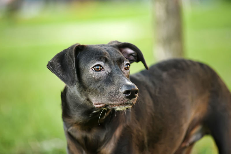 Close-up of black dog looking away