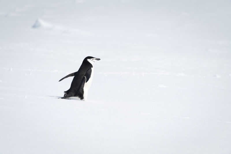 Chinstrap penguin strides across snow facing right