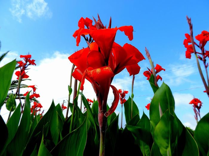 Low angle view of red flowering plants on field against sky