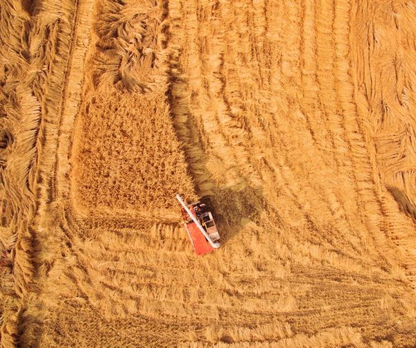 High angle view of wheat on field